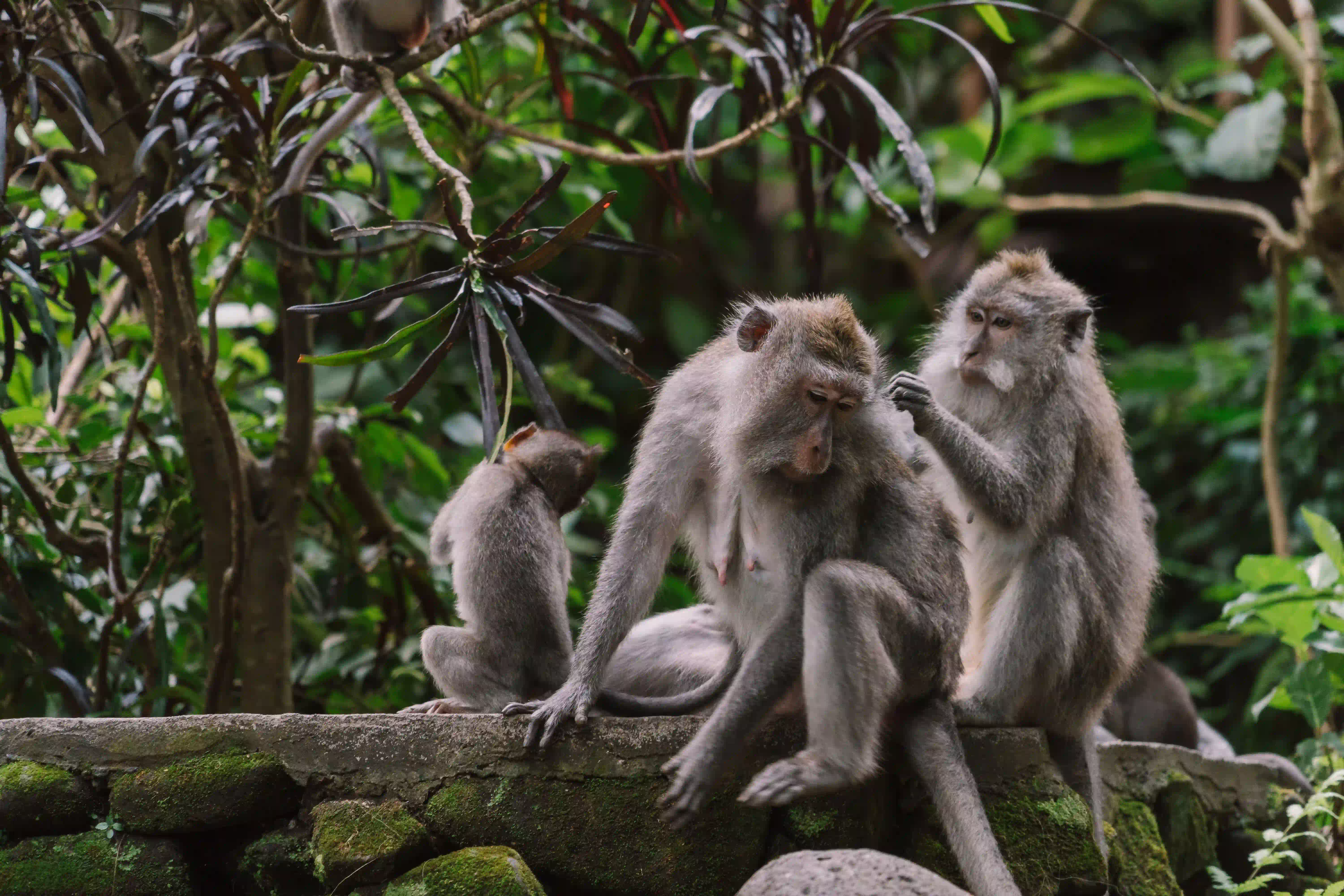 The Ubud Essentials: Art, Monkeys & Terraces